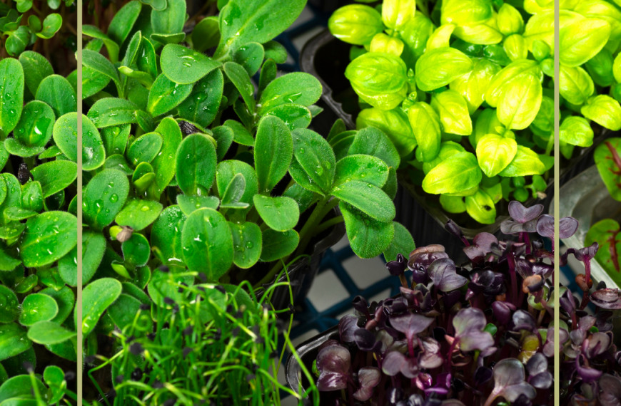 Microgreens