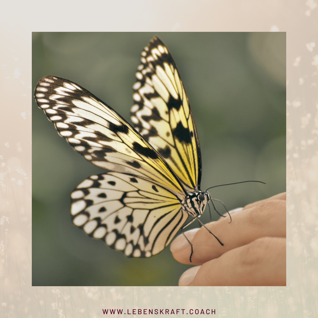 lebenskraft Die Transformation zum Schmetterling